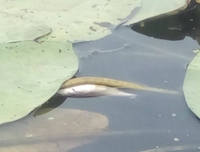 У річці на Рівненщині загинула риба (ФОТО)