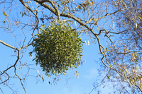 Зелені кулі на гілках: що насправді росте на деревах і навіщо у США під тими кулями цілуються 