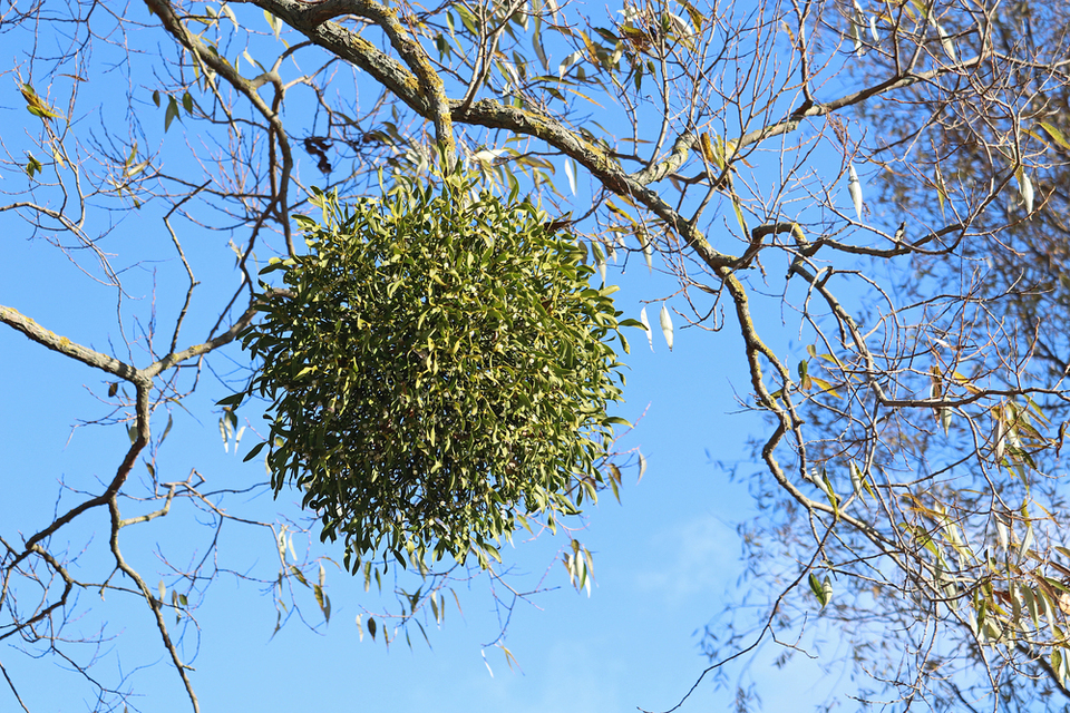 Зелені кулі на гілках: що насправді росте на деревах і навіщо у США під тими кулями цілуються 
