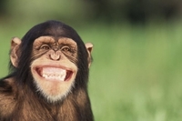 Мережу підкорив шимпанзе, що навчився прати (ВІДЕО)