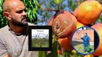 Чим обробити плодовий сад, щоб восени був добрий урожай: Увага! Моніліоз  (ВІДЕО)