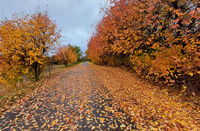 Сухо не буде: Якою буде погода на Рівненщині 11 листопада