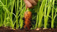 Обов'язково зробіть це перед посівом моркви: врожай буде на славу!