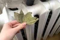 Такого ви ще не робили: покладіть лавровий лист на батарею, і здивуєтеся як швидко зміниться ваша квартира 