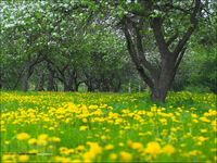 Що віщує сон, побачений у ніч на 22 травня: народні прикмети