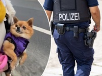 Без Бога в серці, - що чекає на українку з собакою після скарги сусідки-німкені