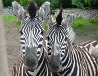 Наречену Аладіну, Амаді та Кабіру шукають у Рівненському зоопарку