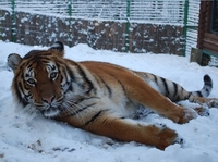 Зимові подарунки від Рівненського зоопарку (ФОТО)