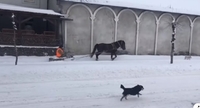 Комунальник розчищав сніг на коні. Чоловіка і коня пропонують преміювати (ФОТО/ВІДЕО)