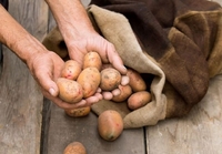 Як краще зберігати картоплю: митою чи немитою