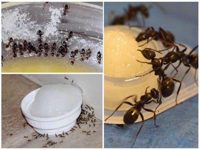 Що буде, якщо всі мурахи зникнуть?