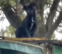 Спеціальна рятувальна операція: На Рівненщині із даху зняли травмованого собаку (ВІДЕО)