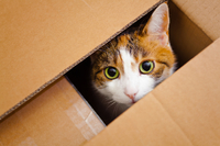 Фанати картону: експерти розповіли, чому коти шаленіють від коробок (ВІДЕО)