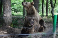 Двох ведмедів рятували з готельно-ресторанного комплексу (ВІДЕО)