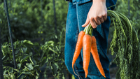 В Україні різко зросла ціна на моркву: з чим це пов'язано та чого чекати 