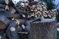 Рубати дерева біля свого будинку: дозволено таке у 2026 році чи можна отримати штраф 