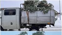 Неподалік Рівного затримали УАЗ з повним причепом новорічних сосен