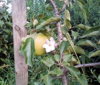 На Рівненщині зацвіла яблуня з яблуками (ФОТО)