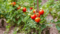 Що досвідчені городники додають у ґрунт при посіві помідорів: виростають, наче кулаки