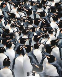 Всі бачать пінгвінів, а треба знайти сороку: Головоломка на уважність