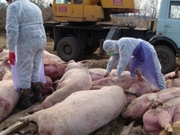 У сусідніх областях виявили чуму свиней, а у Рівненській – ні 