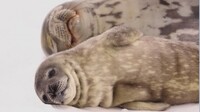 Перші тюленята з’явились на світ біля станції «Академік Вернадський». Їм вже дали імена (5 ФОТО)