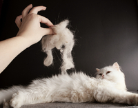 Як запобігти надмірному линянню кішки: Поради для тих, хто втомився боротися з шерстю