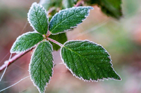 Жителів Рівненщини попереджають про сильні заморозки: В облaсті – «помaранчевий» рівень небезпеки 