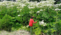 На Рівненщині очільники більшості тергромад ігнорують знищення небезпечної рослини, яку називають «Помста Сталіна»