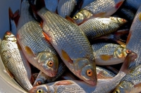На ринку в Гощі чоловіки продавали «незаконну» рибу