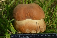 Величезного гриба знайшов рівнянин (ФОТО)