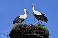 Коли лелека віщує щастя, а коли попереджає про біду: народні прикмети