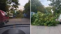 У Рівному величезна гілляка розміром з дерево впала на дорогу (ФОТО)