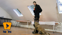 Собаки-лікарі у Рівненському госпіталі двічі «поставили на ноги» пораненого (ФОТО/ВІДЕО)