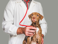 День ветеринара: привітайте медичних рятівників своїх домашніх улюбленців 