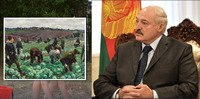 Лукашенко таки оголосив – мобілізацію: «На збір картоплі» (ВІДЕО)