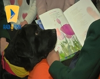 Собака-бібліотекар працює у Луцьку (ФОТО/ВІДЕО) 

 