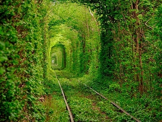 Клеванський "Тунель кохання" - одна з головних принад області
