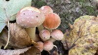Скільки часу треба варити гриби, щоб не отруїтися: Цінні поради для мешканців Рівненщини