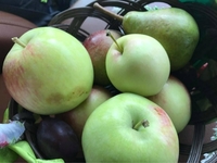 Як нардепи Рівненщини святили яблука на Спаса (ФОТО)