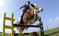 Чи вдасться Луцьку осідлати корову – з е-квитками і турками? (6 ФОТО/ВІДЕО)