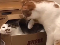 Швидко та надійно: Котик показав, як потрібно «упаковувати» друзів в коробку (ВІДЕО)