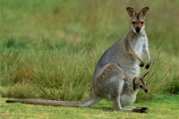 Як у зоопарку Рівного маля кенгуру вперше вилазить на світ з маминої сумки (ВІДЕО)
