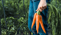 Щоб була рівною і соковитою: як правильно доглядати за морквою після посіву? 