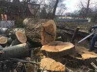 18-річного хлопця на Рівненщині придавило деревом