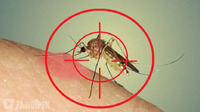 Саморобний засіб від комарів і мошок: врятує ваш дім у спеку!
