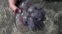 На українському курорті туристка провалилася в «братську могилу» для медуз