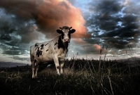 Корови перестають давати молоко на Рівненщині:«Страшна Суша» (ФОТО)