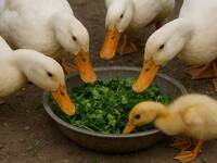 Українці їх ріжуть качкам, а в Європі – це делікатеси