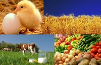 Українці отримають 2000 або 7000 гривень спецдопомоги на розвиток господарства